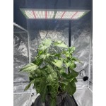 Aglare manufacturer led garden light waterproof 240w full spectrum grow light in outdoor