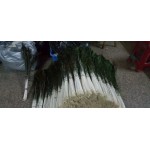 dyed 110cm peacock feathers for sale